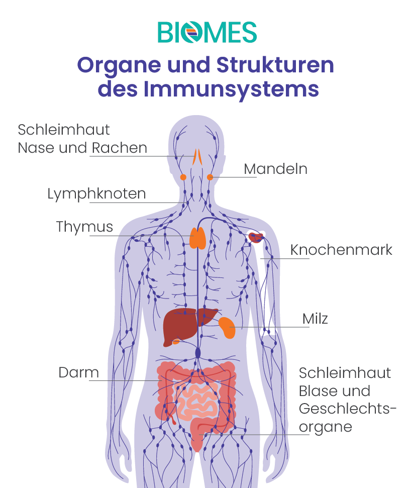 Übersicht: welche Organe gehören zum menschlichen Immunsystem: der Darm und die Darmbakterien,  das lymphatische System,  die Milz,  der Thymus,  die Haut und die Schleimhäute,  die Gaumen- und Rachenmandeln,  das Knochenmark etc. 